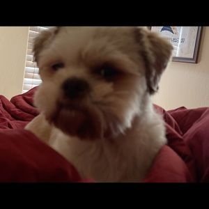 Meet your Posher, Annie